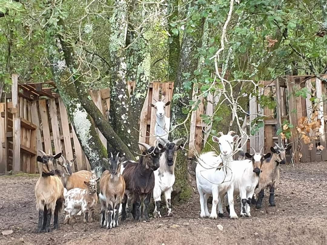 Gites San Austinu Petreto-Bicchisano المظهر الخارجي الصورة